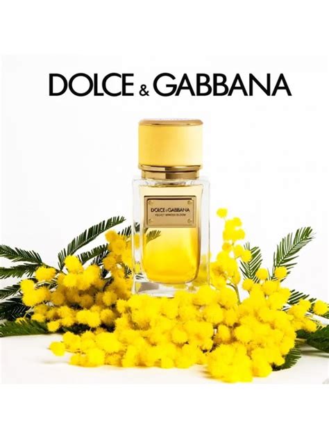 Dolce & Gabbana Velvet Mimosa Bloom 